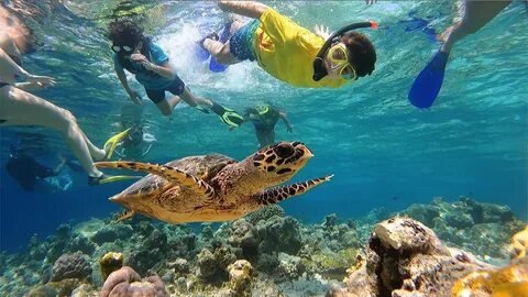 Snorkeling with Sea Turtles Maldives